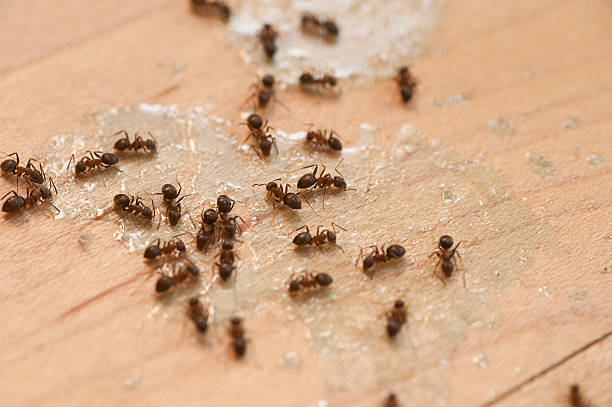 Best Mosquito Control Services  in Malta, IL